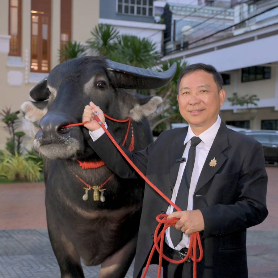 เปิดเวทีประกวดกระบือปลักไทยครั้งยิ่งใหญ่ ชิงถ้วยพระราชทานฯ ปี 2569 มุ่งเฟ้นหาสุดยอดพันธุกรรม